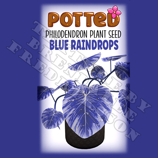 Potted: Philodendron Plant Seed: Blue Raindrops (ACTUAL PLANT SEED)