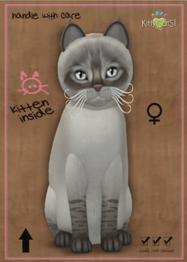 MEGAPUSS: KittyCatS Box - Balinese - Blue Lynx - MegaPuss