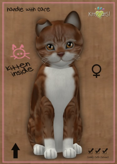MEGAPUSS: KittyCatS Box - American Shorthair - Red & White Tabby - MegaPuss