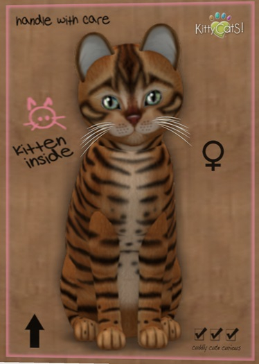 MEGAPUSS: KittyCatS Box - Toyger - Caramel - MegaPuss