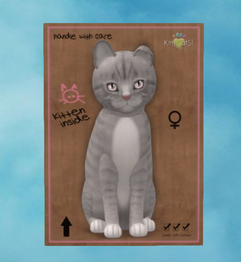European Shorthair - London Fog
