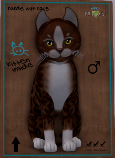 KittyCatS Box - New Born Kitten