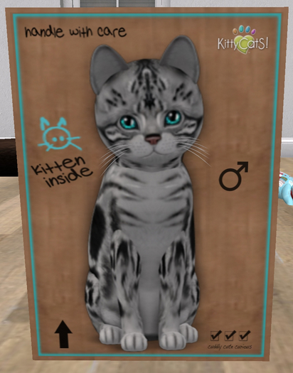 KittyCatS Box - New Born Kitten