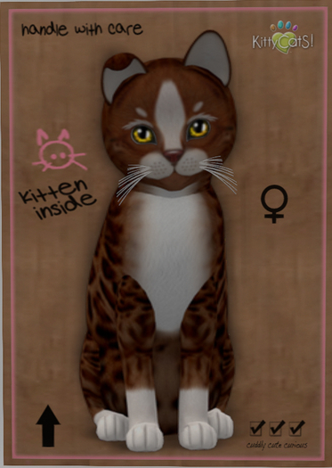 KittyCatS Box - New Born Kitten