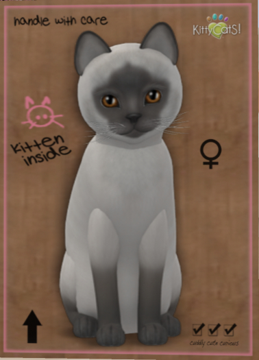 KittyCatS Box - Siamese - Blue  (Female)