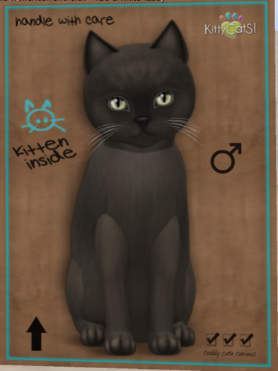 KittyCatS Box - Burmese - Blue (Male) Canary Eyes