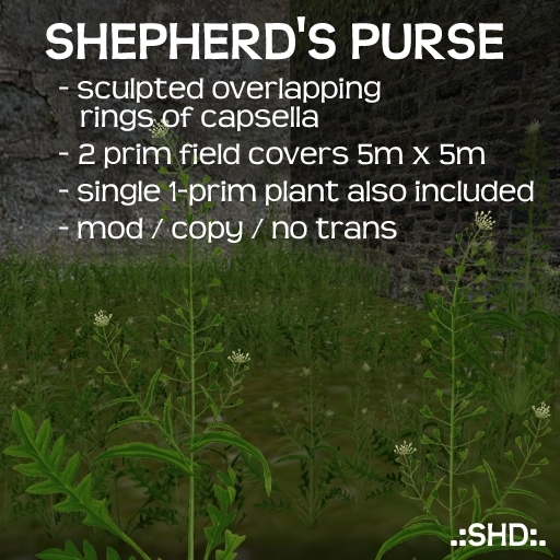 Shepherd's Purse (Capsella) .:SHD:.