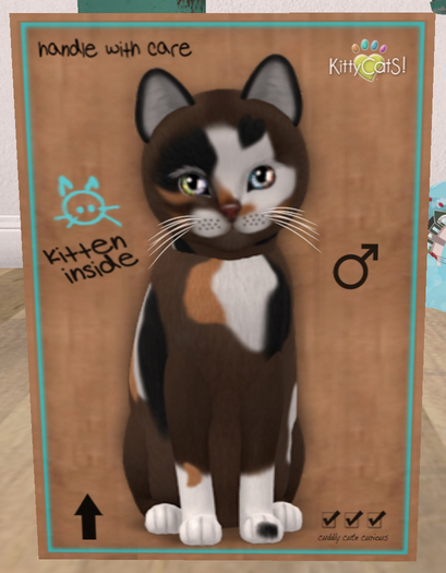 KittyCatS Box - New Born Kitten