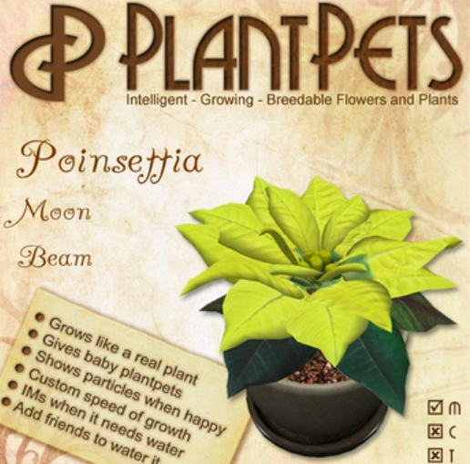PlantPet Seed [Poinsettia *Moon Beam*]