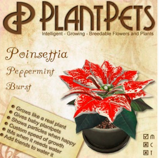 PlantPet Seed [Poinsettia *Peppermint Burst*]