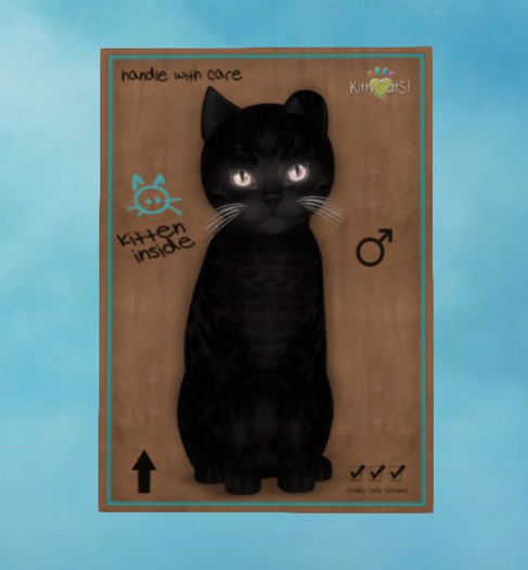 Bengal - Black - Bellini