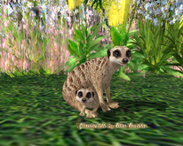 14. Mutresse-Curious Meerkats