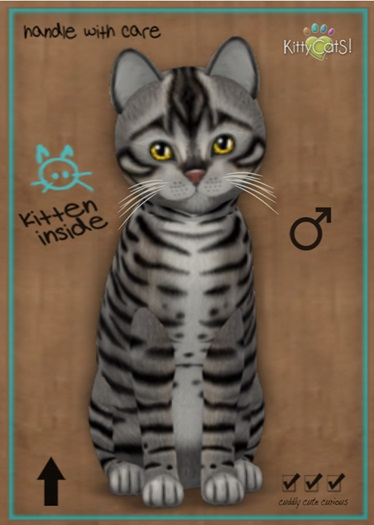 MEGAPUSS: KittyCatS Box - Toyger - Silver - MegaPuss