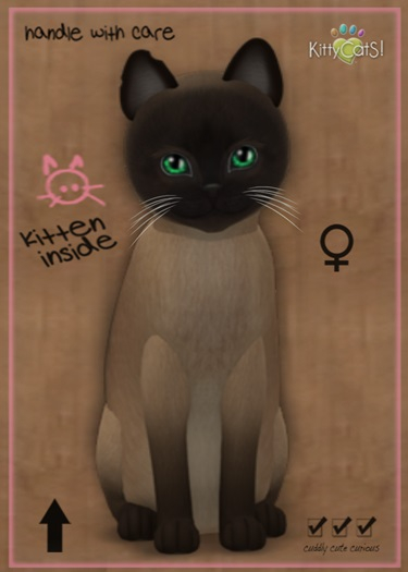 KittyCatS Box - MegaPuss