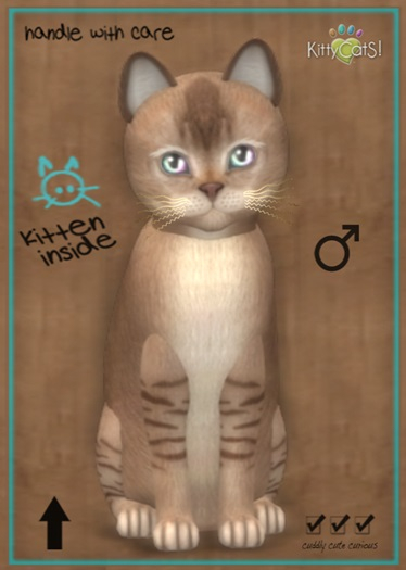 MEGAPUSS: KittyCatS Box - Burmilla - Blue Shaded - MegaPuss