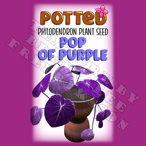 Potted: Philodendron Plant Seed: Pop of Purple (ACTUAL PLANT SEED)