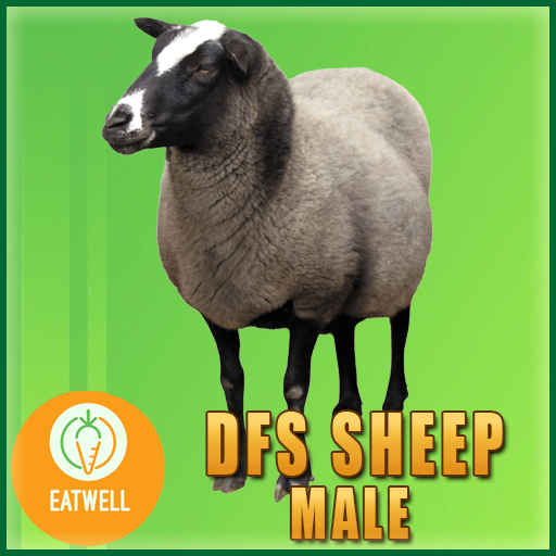 DFS Sheep - Male (Actual Item) 0 Days Old