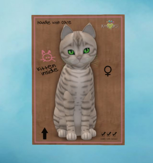 Toyger - Snow - Shamrock