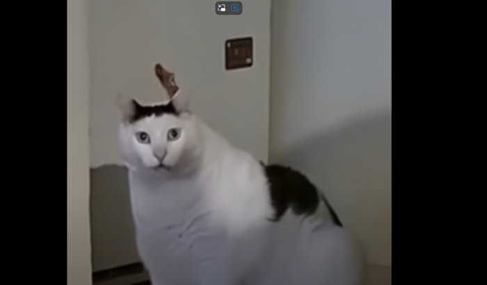 huh? (gato)