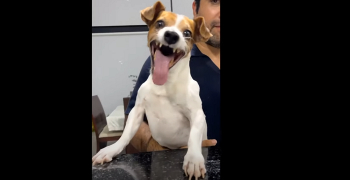 Dog laugh meme