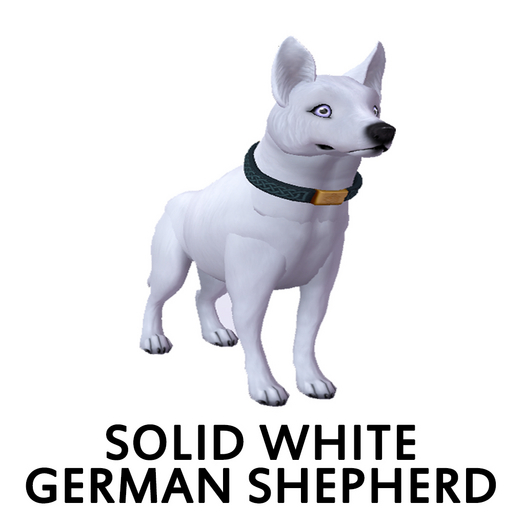 Amaretto K9: Solid White German Shepherd Female