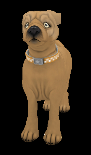 Amaretto K9: Pug Solid - Apricot F