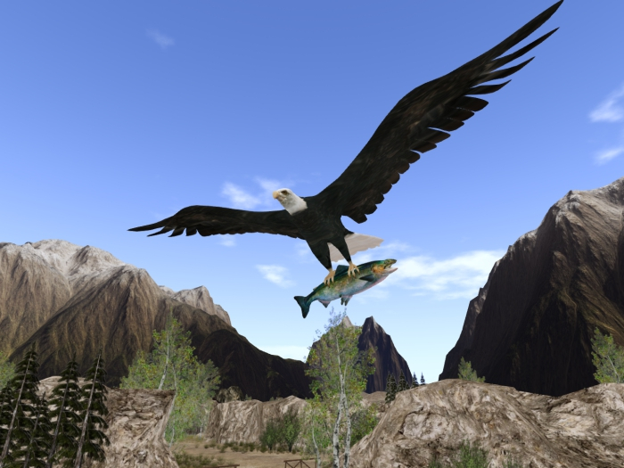 >VAL< Flying Bald Eagle with fish