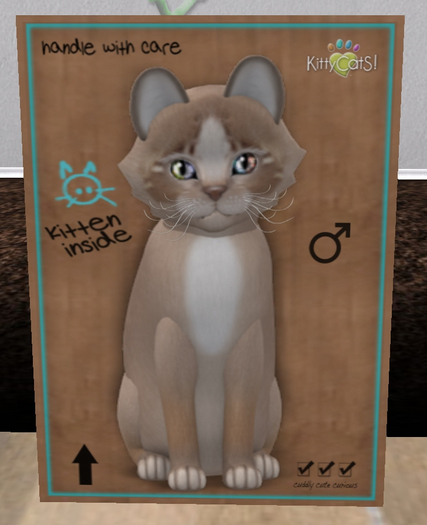 KittyCatS Box - New Born Kitten