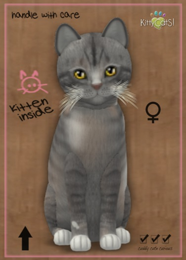 MEGAPUSS: KittyCatS Box - European Shorthair - Tuscan Terra - MegaPuss