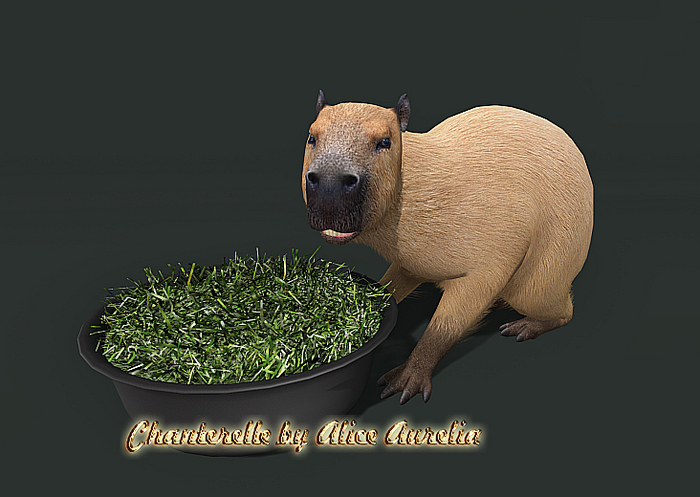 7. Mutresse-Chill Capybaras