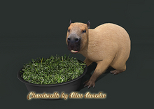 7. Mutresse-Chill Capybaras