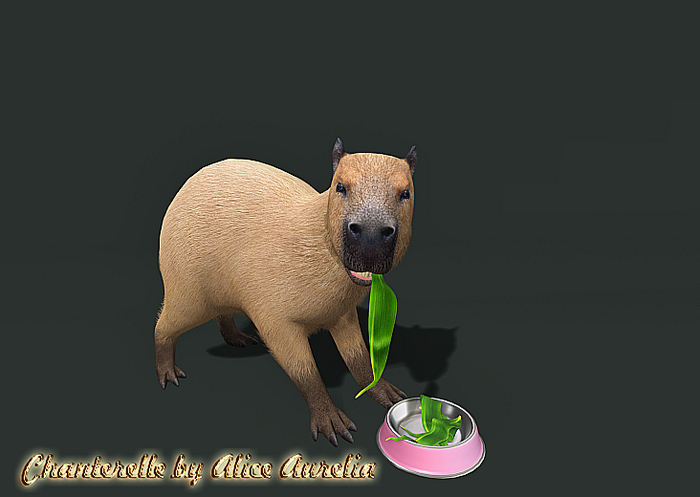 4. Mutresse-Chill Capybaras
