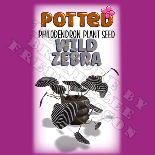 Potted: Philodendron Plant Seed: Wild Zebra (ACTUAL PLANT SEED) - Retired!
