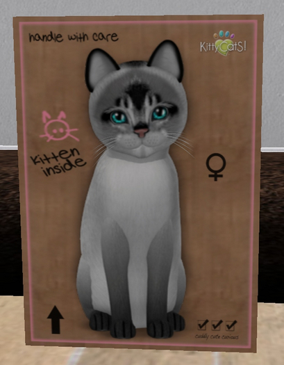 KittyCatS Box - New Born Kitten