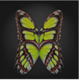 {Papillon} Ma/Sma/Nor/Lin/Butterfly/8thC Cocoon