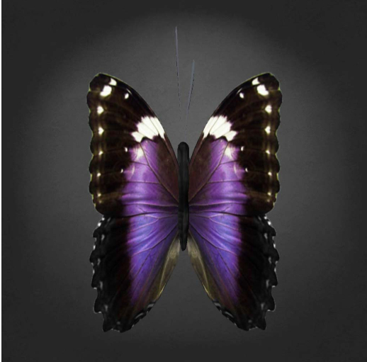 {Papillon} Fe/Mon/Nor/Hu/Butterfly/ViMorph Cocoon