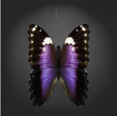 {Papillon} Fe/Mon/Nor/Hu/Butterfly/ViMorph Cocoon