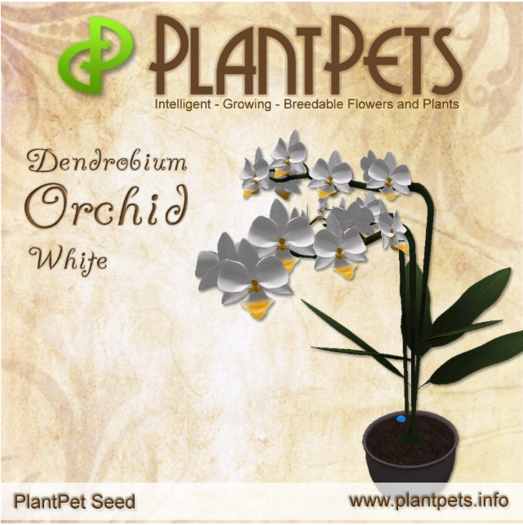 PlantPet Seed [Dendrobium Orchid *White*]