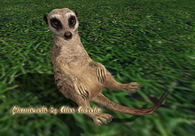 4. Mutresse-Curious Meerkats