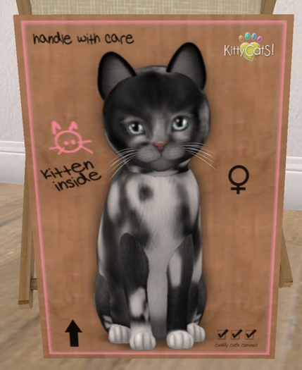 KittyCatS Box - New Born Kitten