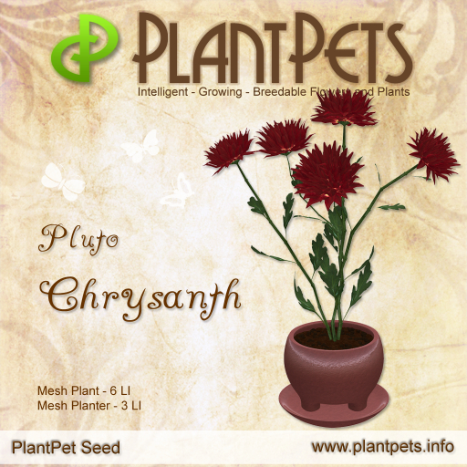PlantPet Seed [Chrysanth *Pluto*]