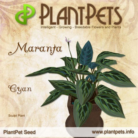 PlantPet Seed [Maranta *Cyan*]