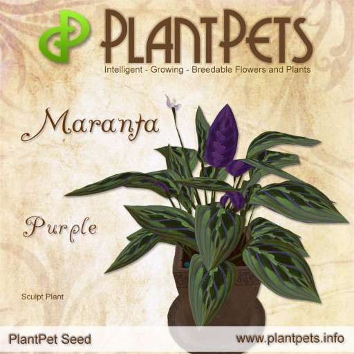 PlantPet Seed [Maranta *Purple*]