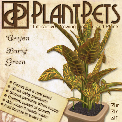 PlantPet Seed [Croton *Burnt Green*]