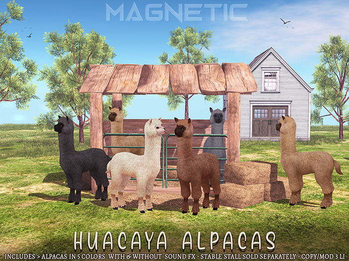 Magnetic - Huacaya Alpacas