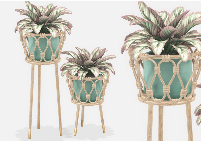Dahlia - Wandering Soul - Rattan Plant - Teal