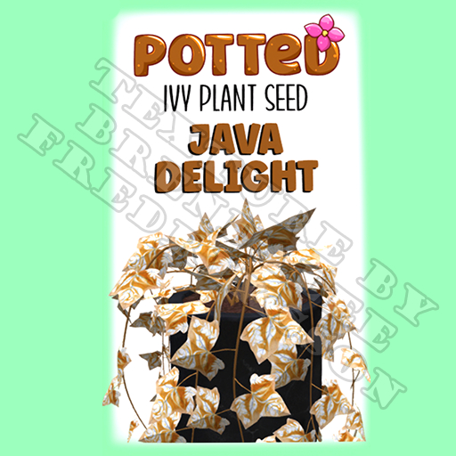 Potted: Ivy Plant Seed: Java Delight (ACTUAL PLANT SEED) - Retired!