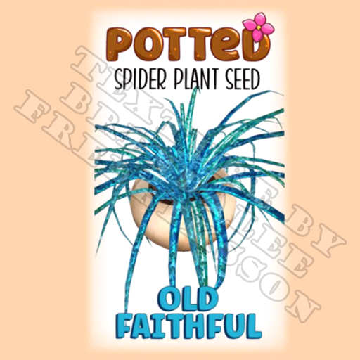 Potted: Spider Plant Seed: Old Faithful (ACTUAL PLANT SEED) - Retired!