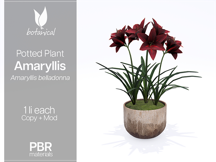 Botanical - Potted Plant - Amaryllis