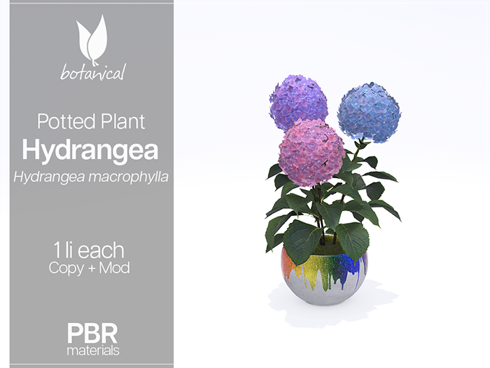 Botanical - Potted Plant - Hydrangea